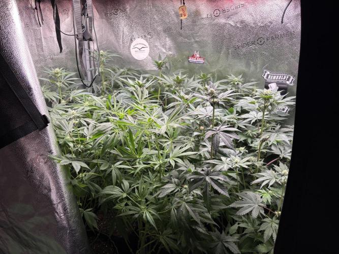 Nana Glue & Pink Milk. Week 10