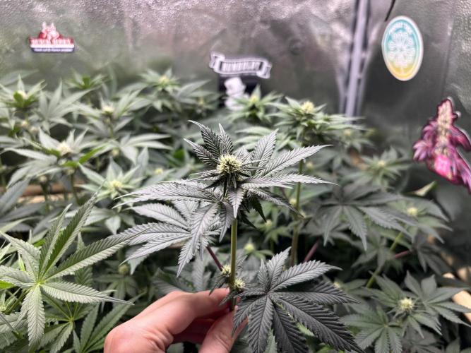 Nana Glue & Pink Milk. Week 10 - PM
