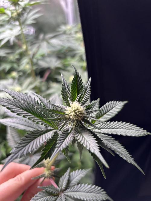 Nana Glue & Pink Milk. Week 10 - PM