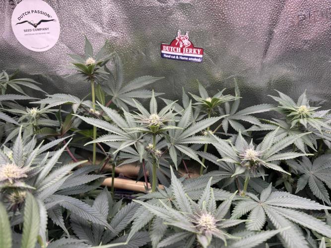 Nana Glue & Pink Milk. Week 10 - PM