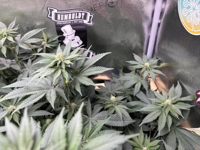 Nana Glue & Pink Milk. Week 10 - PM