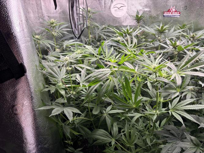 Nana Glue & Pink Milk. Week 10 - NNG