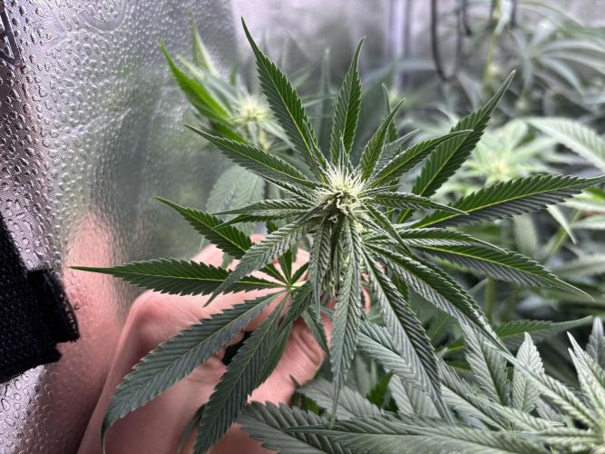 Nana Glue & Pink Milk. Week 10 - NNG