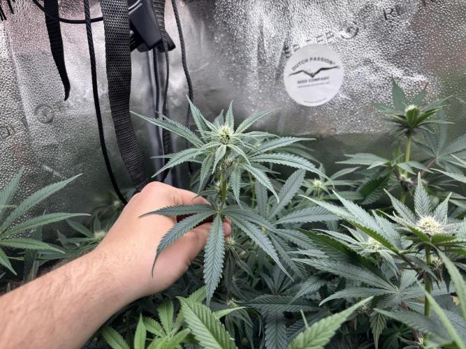 Nana Glue & Pink Milk. Week 10 - NNG