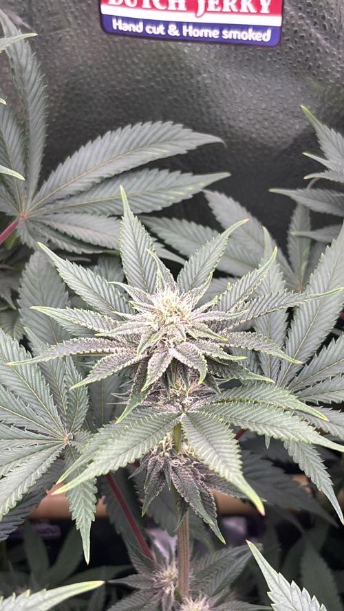 Nana Glue & Pink Milk. Week 11 - PM