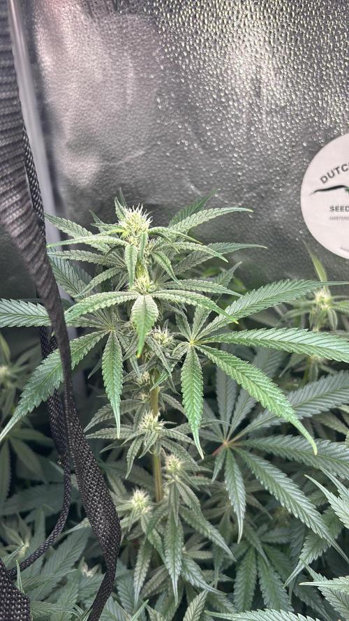 Nana Glue & Pink Milk. Week 11 - Pm