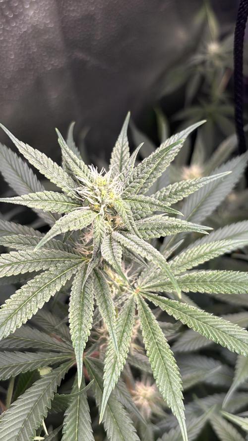 Nana Glue & Pink Milk. Week 11 - PM