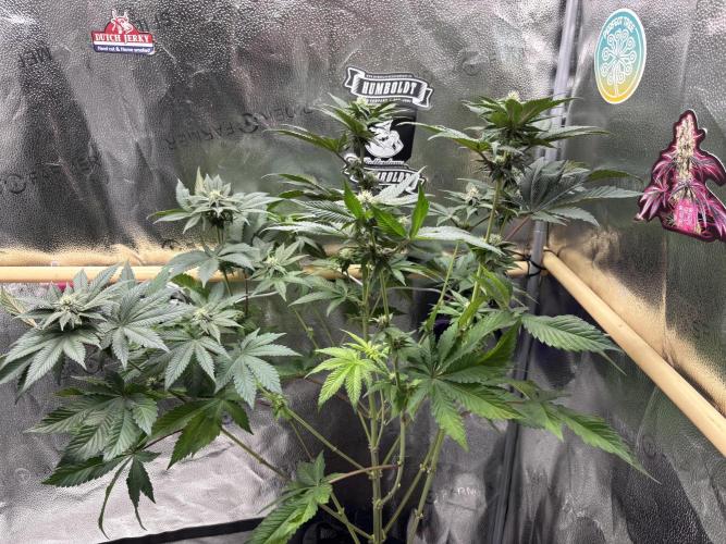 Nana Glue & Pink Milk. Week 11 - PM