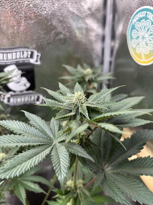 Nana Glue & Pink Milk. Week 11 - PM