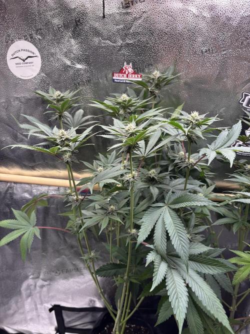 Nana Glue & Pink Milk. Week 11 - PM