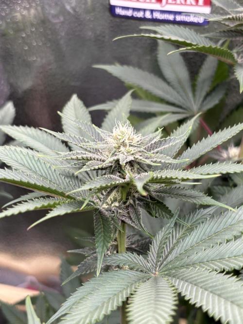 Nana Glue & Pink Milk. Week 11 - PM