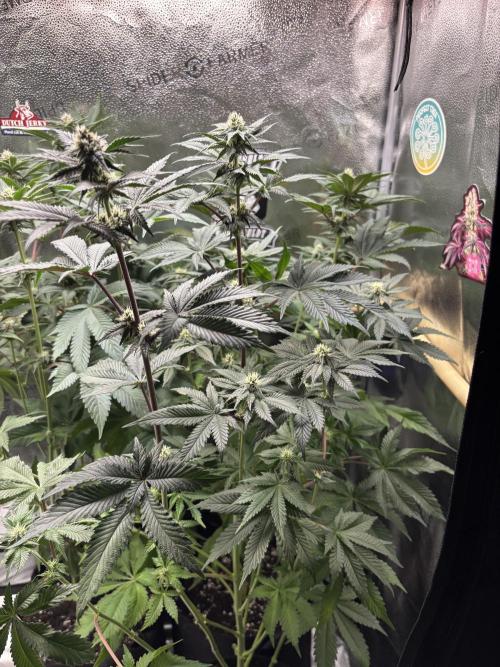 Nana Glue & Pink Milk. Week 11