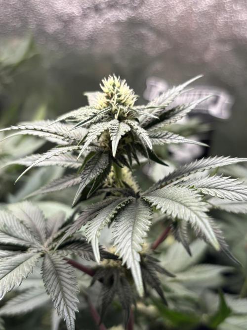 Nana Glue & Pink Milk. Week 11 - PM