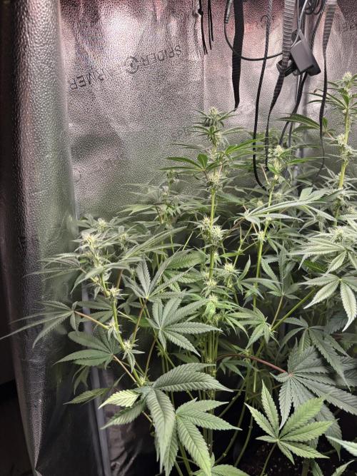 Nana Glue & Pink Milk. Week 11 - NG