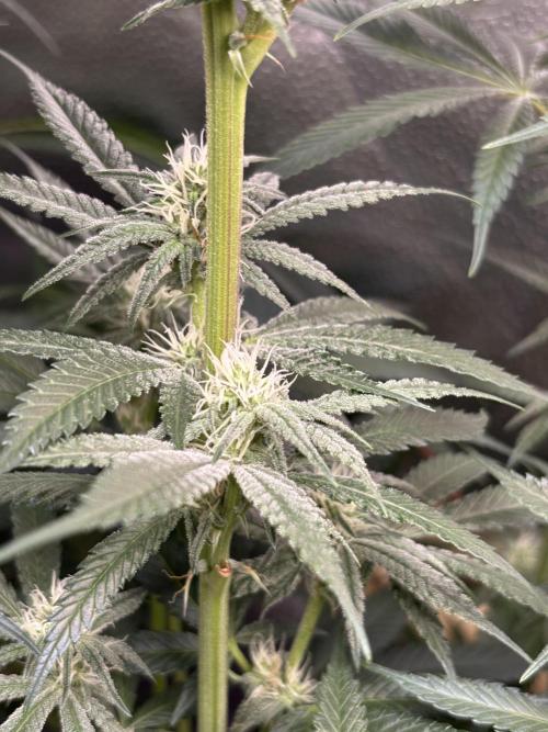 Nana Glue & Pink Milk. Week 11 - NG