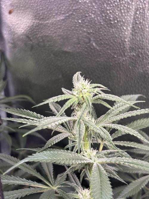 Nana Glue & Pink Milk. Week 11 - NG