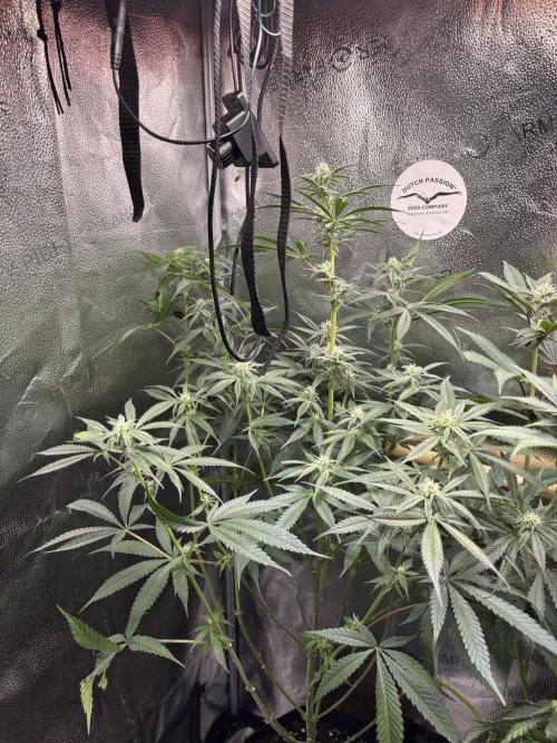 Nana Glue & Pink Milk. Week 11 - NG