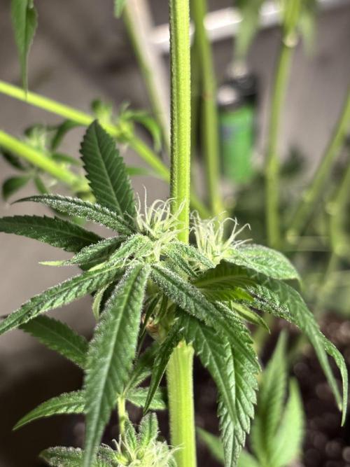 Nana Glue & Pink Milk. Week 11 - The buds of the Tossed plant