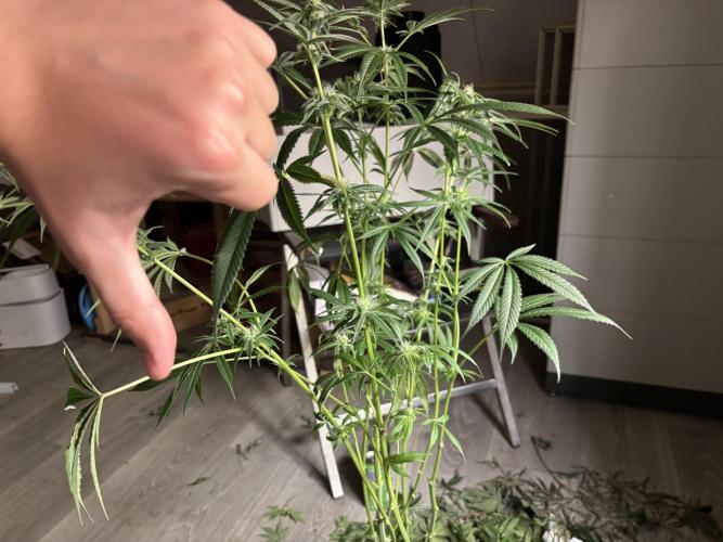 Nana Glue & Pink Milk. Week 11 - this NG got removed from the tent. Loose buds and little smell.
