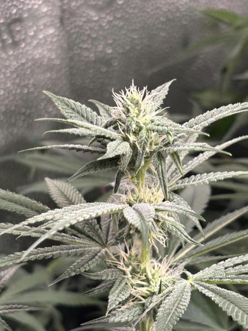 Nana Glue & Pink Milk. Week 11 - NG