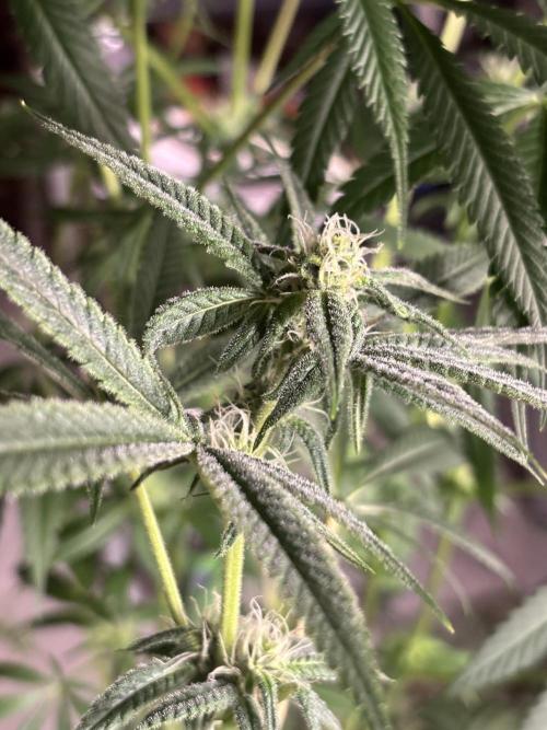 Nana Glue & Pink Milk. Week 11 - NG