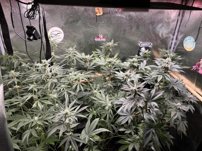 Nana Glue & Pink Milk. Week 11