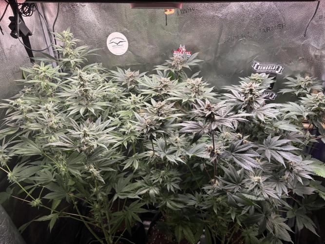 Nana Glue & Pink Milk. Week 12