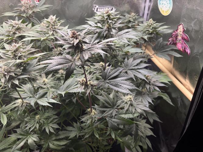 Nana Glue & Pink Milk. Week 12 - PM