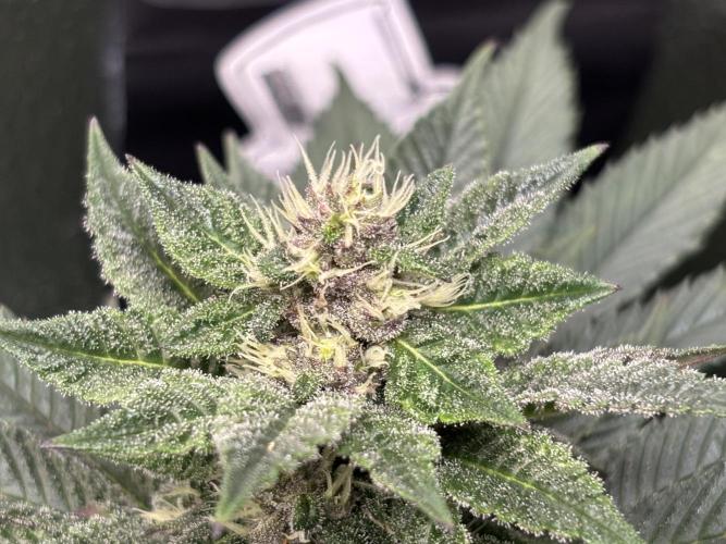 Nana Glue & Pink Milk. Week 12 - PM