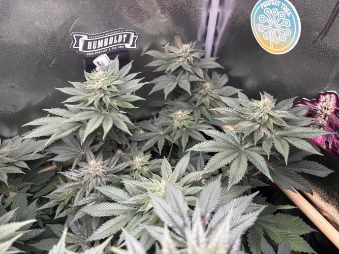 Nana Glue & Pink Milk. Week 12 - PM