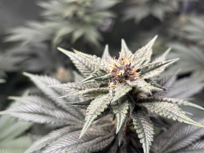 Nana Glue & Pink Milk. Week 12 - PM