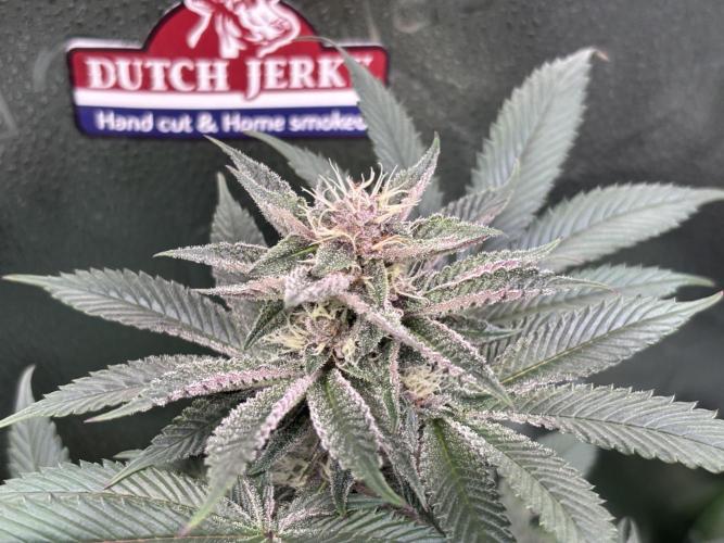 Nana Glue & Pink Milk. Week 12 - PM🤤