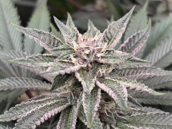 Nana Glue & Pink Milk. Week 12 - PM