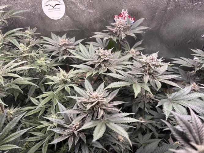 Nana Glue & Pink Milk. Week 12 - PM