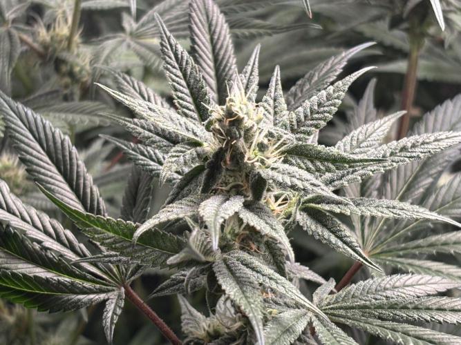 Nana Glue & Pink Milk. Week 12 - NG
