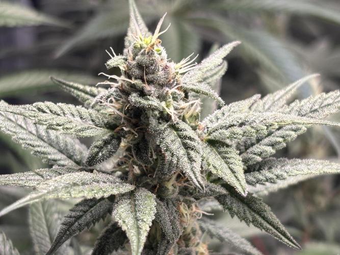 Nana Glue & Pink Milk. Week 12 - NG