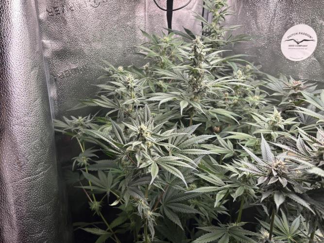 Nana Glue & Pink Milk. Week 12 - NG
