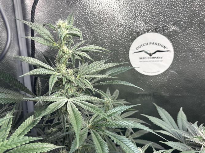 Nana Glue & Pink Milk. Week 12 - NG