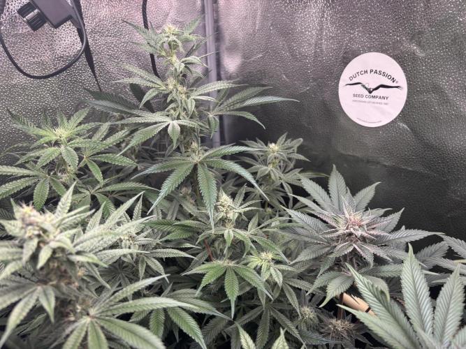Nana Glue & Pink Milk. Week 12 - NG