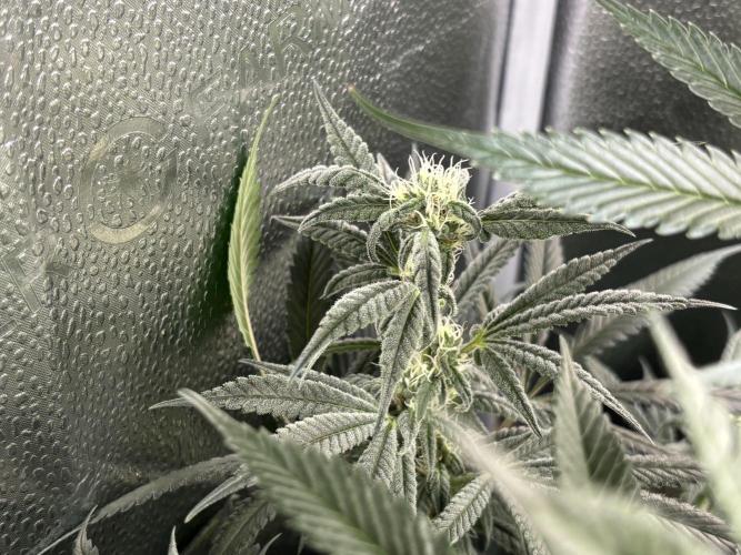Nana Glue & Pink Milk. Week 12 - NG
