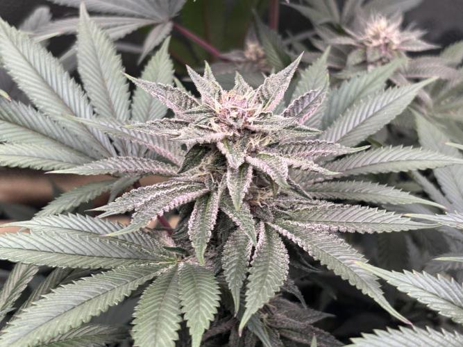 Nana Glue & Pink Milk. Week 12 - PM winner nug
