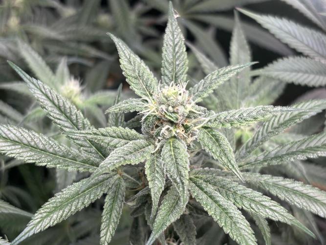 Nana Glue & Pink Milk. Week 12 - NG winner nug (in terms of frost)