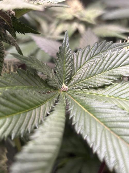 Nana Glue & Pink Milk. Week 12 - single calyx on leaf 