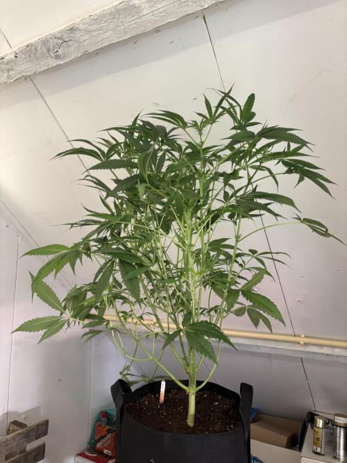 Nana Glue & Pink Milk. Week 9
