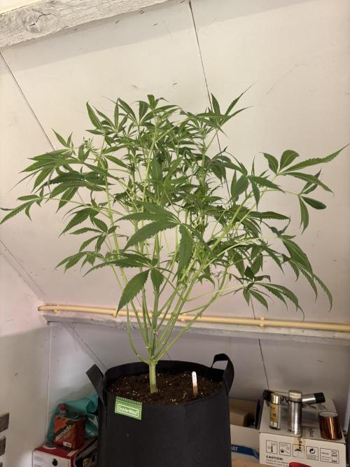 Nana Glue & Pink Milk. Week 9