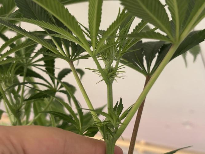 Nana Glue & Pink Milk. Week 9