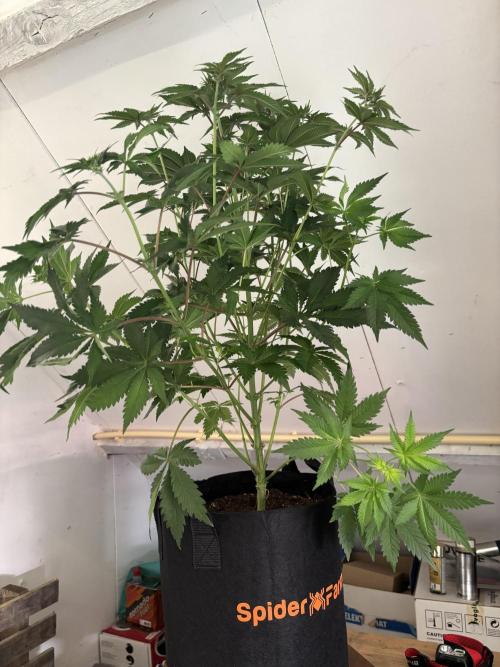 Nana Glue & Pink Milk. Week 9
