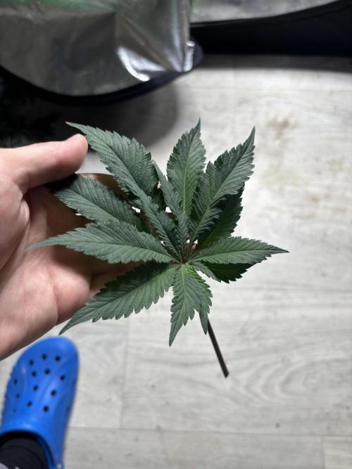 Nana Glue & Pink Milk. Week 9