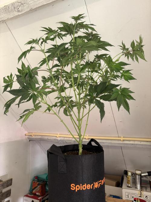 Nana Glue & Pink Milk. Week 9