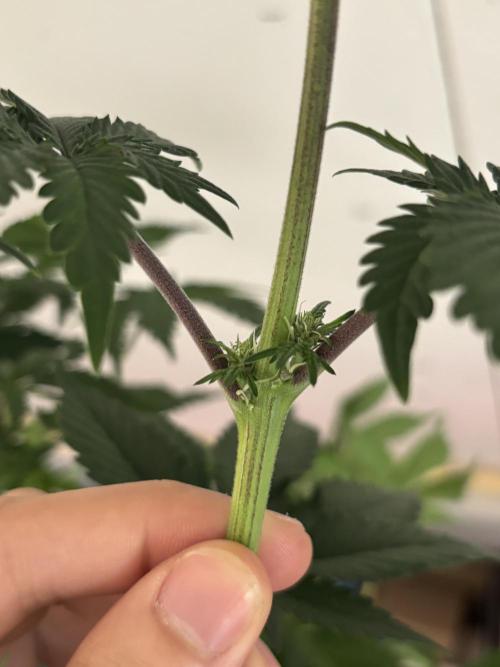 Nana Glue & Pink Milk. Week 9